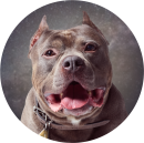 s2_picard_dog_circle.png