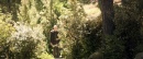 picard-107-nepenthe-209.jpg